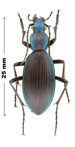 Ceroglossus darwini